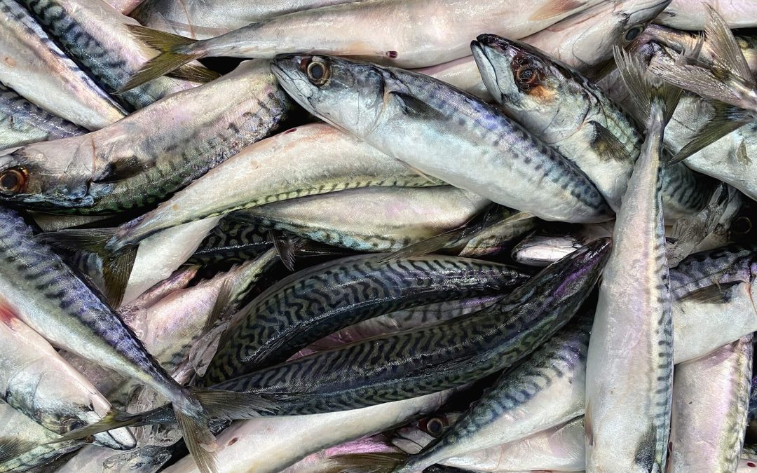 Sardinhas assadas com vinho branco e migalhas de pão